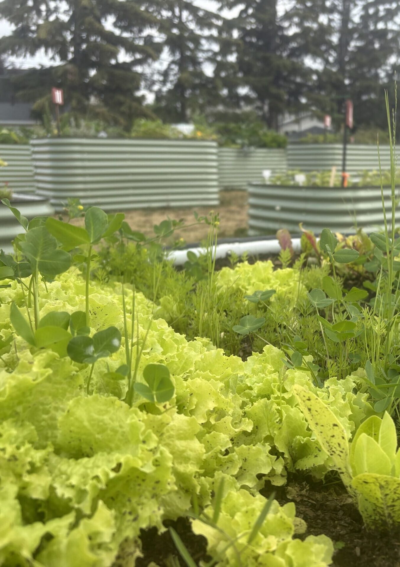 Community Garden Grand Opening